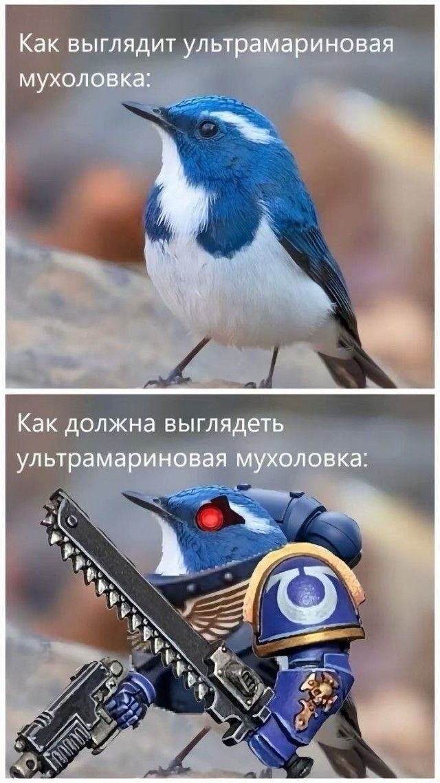 Как выглядит ультрамариновая мухоловка: Как должна выглядеть ультрамариновая мухоловка: