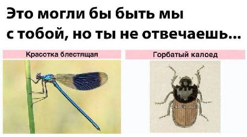 Это могли бы быть мы с тобой, но ты не отвечаешь... Красотка блестящая Горбатый калоед
