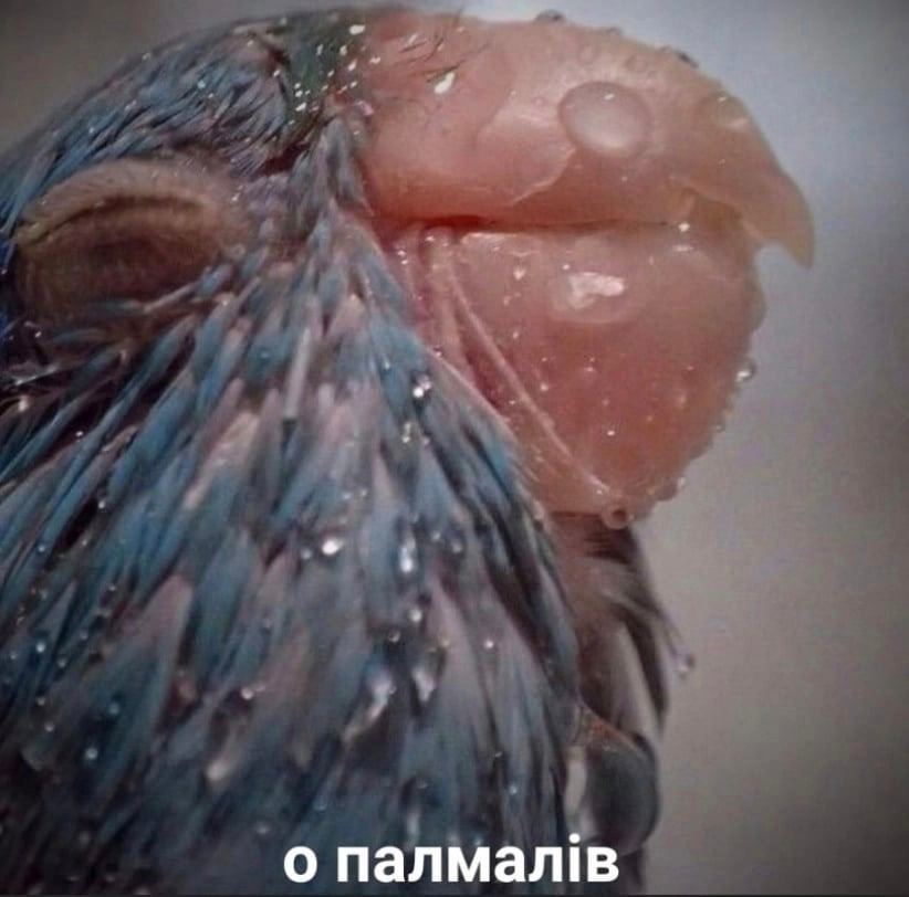 о палмал!в