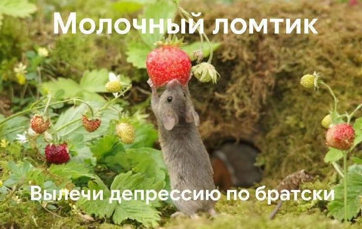 Молочный ломтик Вылечи депрессию no братски