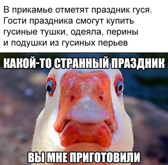 В прикамье отметят праздник гуся. Гости праздника смогут купить гусиные тушки, одеяла, перины и подушки из гусиных перьев КАКОЙ-ТО СТРАННЫЙ ПРАЗДНИК 4 ВЫМНЕПРИГОТОВИЛИ