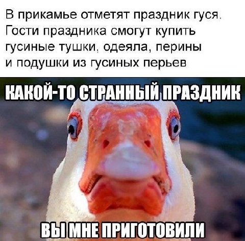 В прикамье отметят праздник гуся. Гости праздника смогут купить гусиные тушки, одеяла, перины и подушки из гусиных перьев КАКОЙ-ТО СТРАННЫЙ ПРАЗДНИК 4 ВЫМНЕПРИГОТОВИЛИ