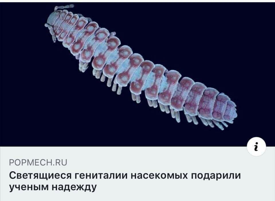9 POPMECH.RU Светящиеся гениталии насекомых подарили ученым надежду