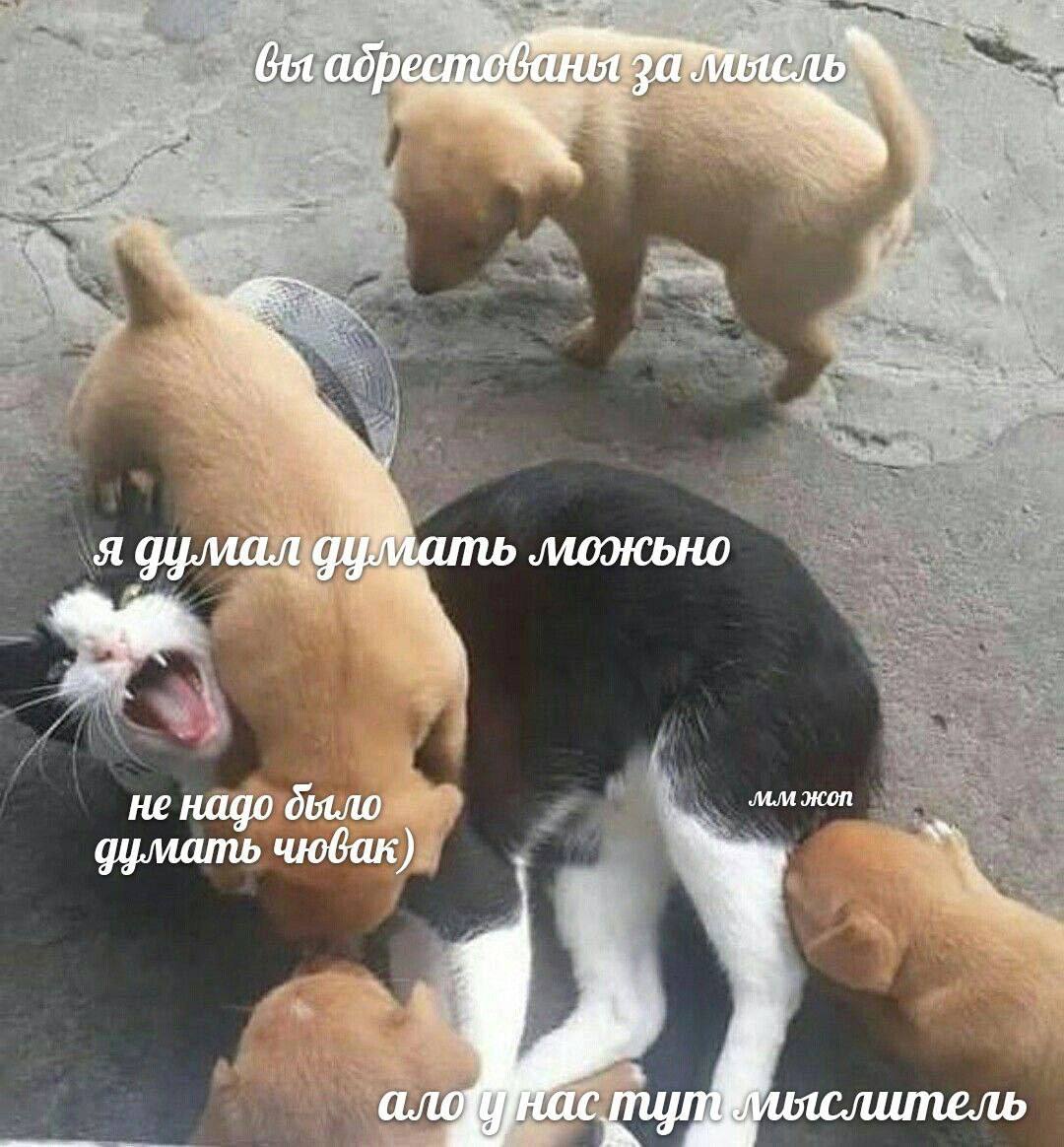 вы абр oN я думал думать можьно не надо жоп чювак)