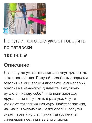 Попугаи, которые умеют говорить по татарски 100 000 Описание Два попугая умеют говорить на двух диалектах татарского языка. Попугай с зелёными перьями говорит на мишарском диалекте, а синеперый говори