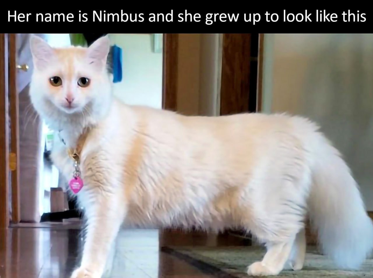 Her name is Nimbus and she grew up to look like this
