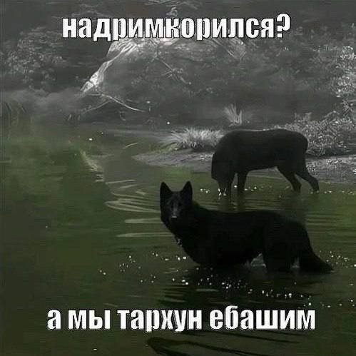 надримкорился? амы тархун ебашим