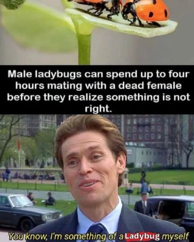 Male ladybugs can spend up to four hours mating with a dead female before they realize something is not right. something of aLadybug myse/f