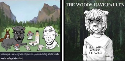 THE WOODS HAVE FALLEN 7 WILL NEVER National parks are being overrun invasive species, including rats, feral cats, BE WILD weeds, and mysterious fungi
