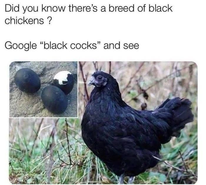 Did you know there’s a breed of black chickens Google “black cocks” and see 2