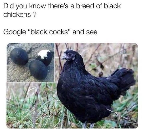 Did you know there’s a breed of black chickens Google “black cocks” and see 2