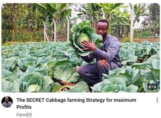 AN a> a 6:14 The SECRET Cabbage farming Strategy for maximum Profits FarmED