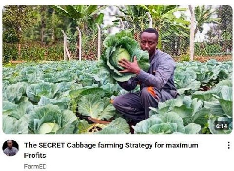 AN a> a 6:14 The SECRET Cabbage farming Strategy for maximum Profits FarmED