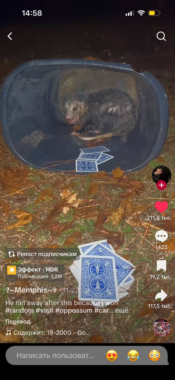 14:58 у 211,8 тыс. А {3 Репост подписчикам Я Публикаций: 19,2 тыс. a Не ran away after this because wor ТЫС #random #viral #oppossum #саг... еще Перевод Содержит: 19-2000 Написать пользоват... в
