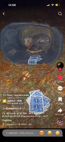 14:58 у 211,8 тыс. А {3 Репост подписчикам Я Публикаций: 19,2 тыс. a Не ran away after this because wor ТЫС #random #viral #oppossum #саг... еще Перевод Содержит: 19-2000 Написать пользоват... в