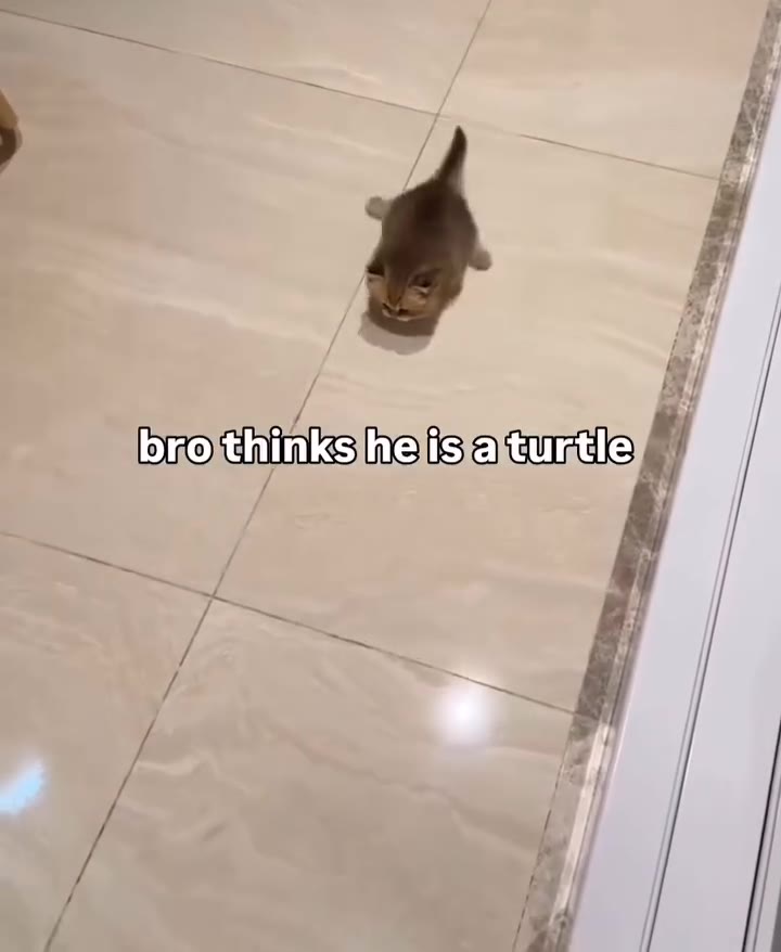 bro thinks a'turtle