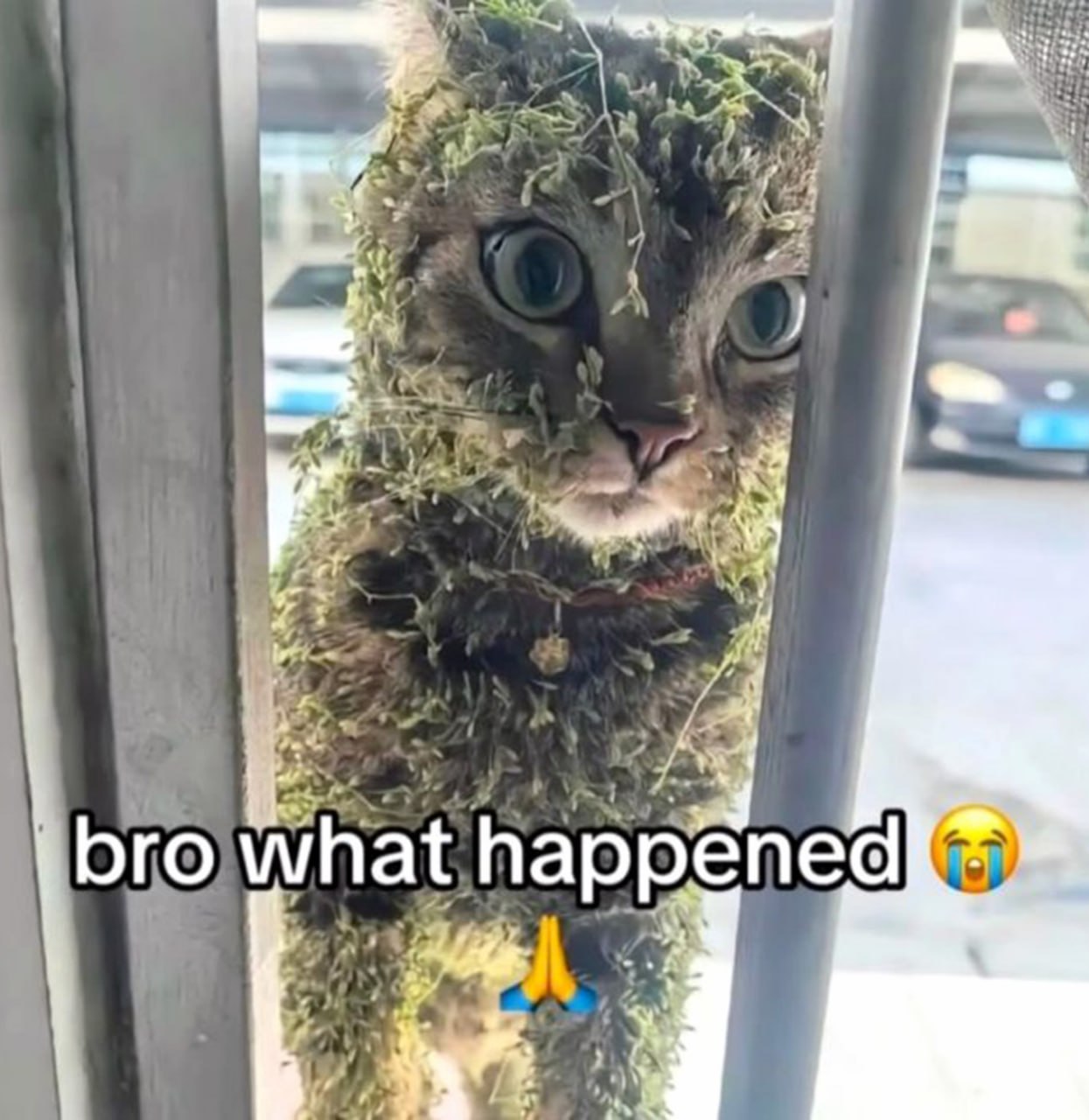 bro