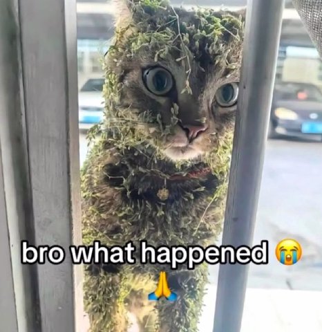bro