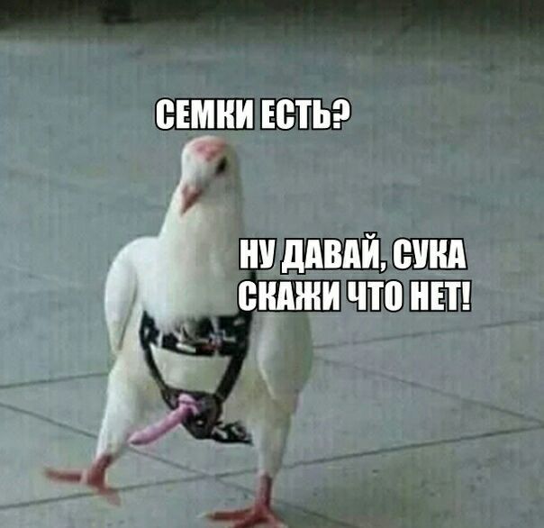 СЕМКИ НУ ДАВАЙ, СУКА СКАЖИ ЧТО НЕТ!