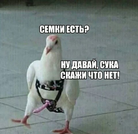 СЕМКИ НУ ДАВАЙ, СУКА СКАЖИ ЧТО НЕТ!