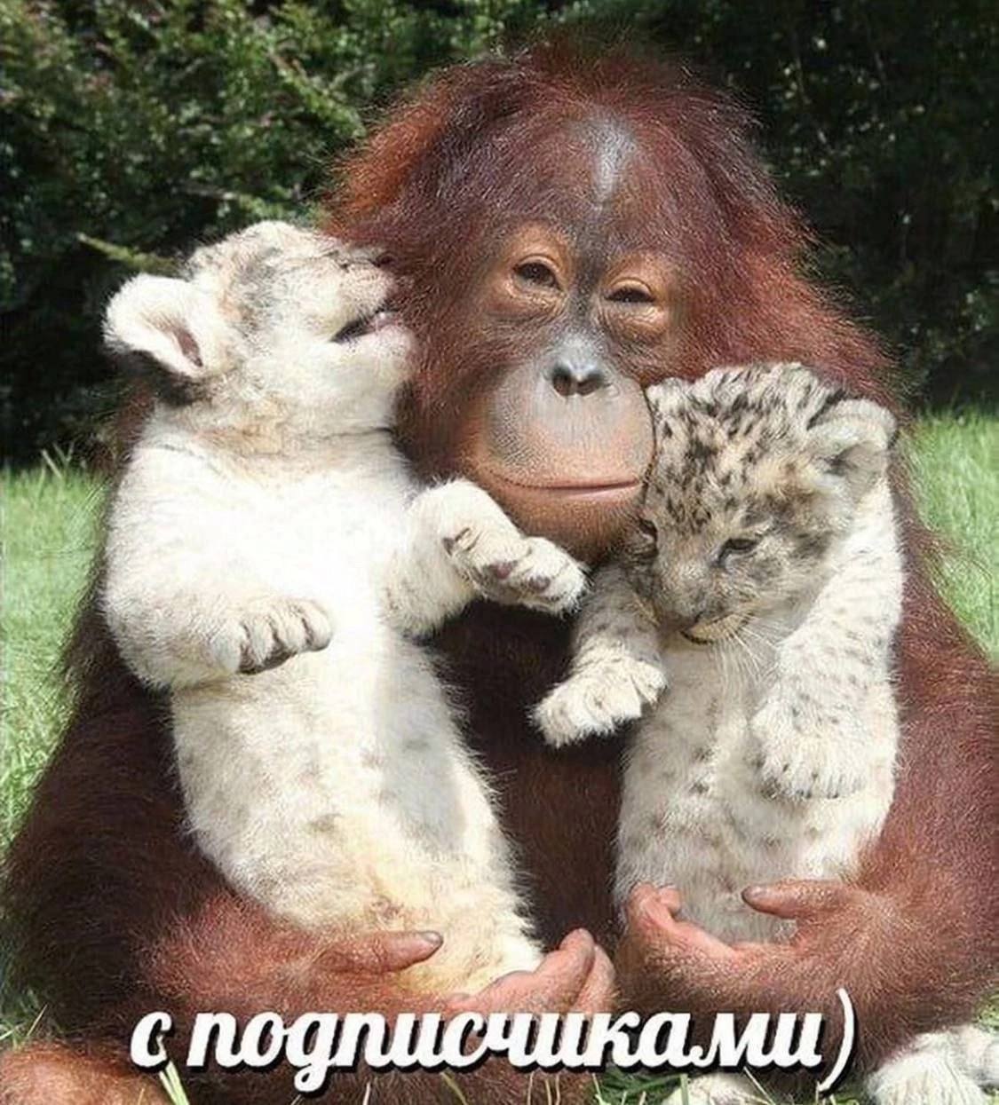 7 we a подписчиками