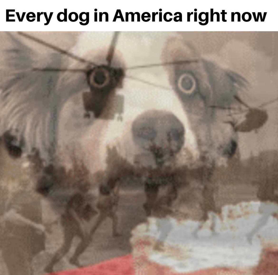 Every dog in America right now