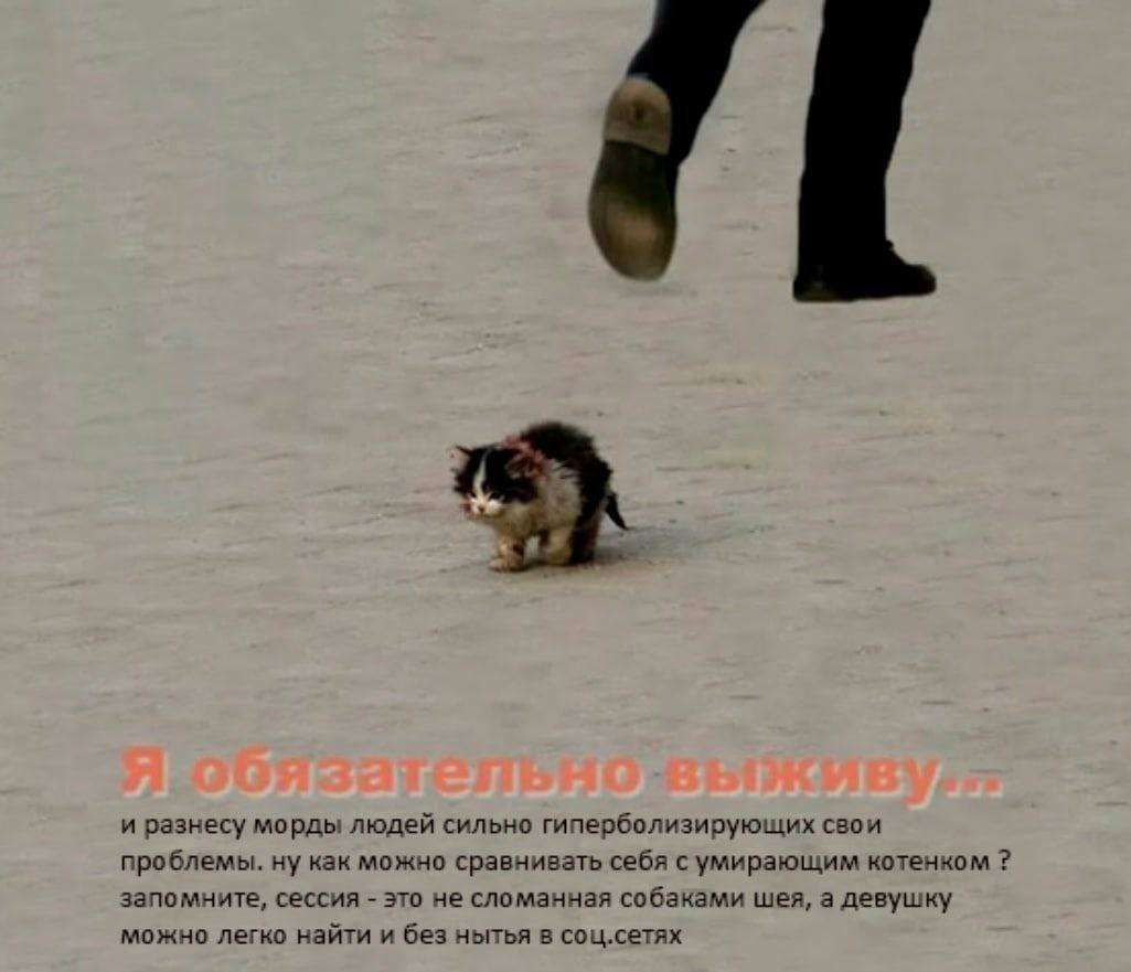 и разнесу морды людей сильно гиперболизирующих свои проблемы. ну как можно сравнивать себя с умирающим котенком запомните, сессия это не сломанная собаками шея, а девушку можно легко найти и без нытья