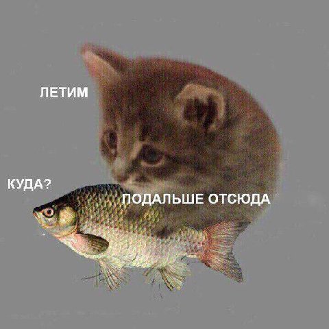 ЛЕТИМ КУДА? ПОДАЛЬШЕ ОТСЮДА