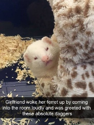 4 Girlfriend woke her ferret up coming into the room loudly and was greeted with these absolute daggers