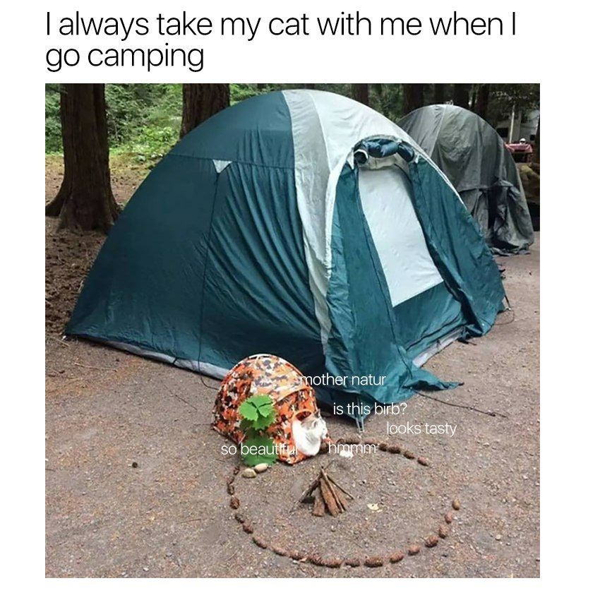 always take my cat with me when camping wes 4 6 other natur a is this 5% So beau