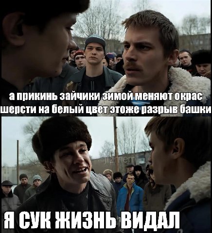 а прикинь зайчики зймой меняют окрас шерсти на белый цвет этоже разрыв башки Я ЖИЗНЬ ВИДАЛ