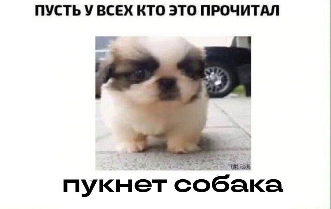 ПУСТЬ У ВСЕХ КТО ЭТО ПРОЧИТАЛ пукнет собака