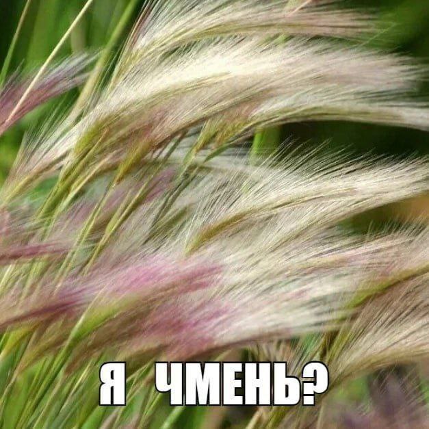 у jee у ЧМЕНЬЗ