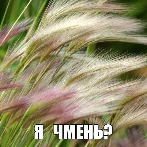у jee у ЧМЕНЬЗ