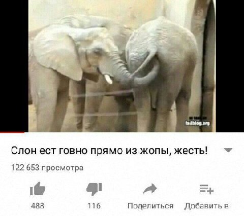 Слон ест говно прямо из жопы, жесть! 122 653 просмотра 488 116 Поделиться Добавить в