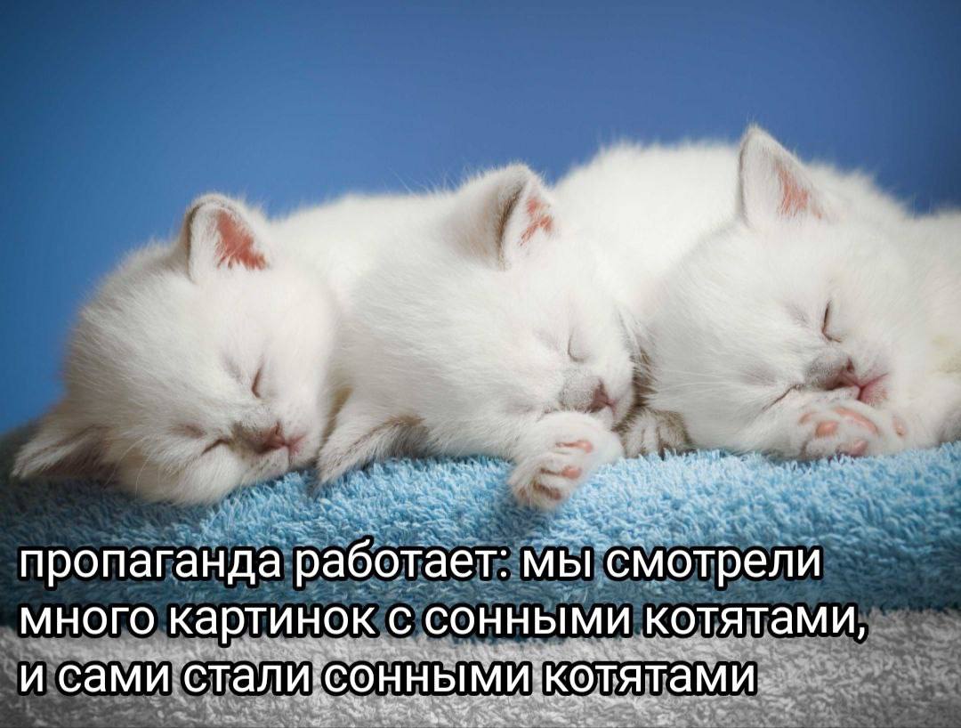 пропаганда работает: мы смотрели МНОГО картинок С СОННЫМИ котятами, и сами стали: котятами