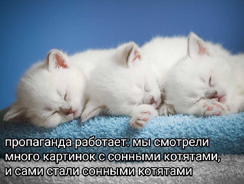 пропаганда работает: мы смотрели МНОГО картинок С СОННЫМИ котятами, и сами стали: котятами
