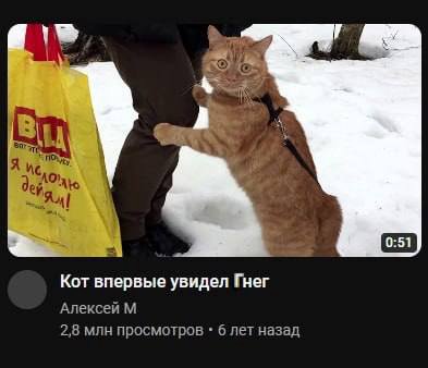 Я Я Кот впервые увидел Гнег Алексей 2,8 млн просмотров 6 лет назад