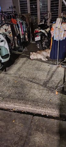 манок на сонную собаку сработал