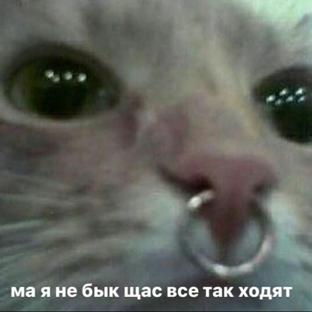маяне бык щас всетак ходят