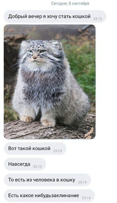 Сегодня, 8 сентября Добрый вечер я хочу стать кошкой 2 1 My Вот такой кошкой 23 Навсегда То есть из человека в кошку Есть какое нибудьзаклинание