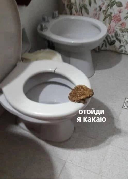 я какаю