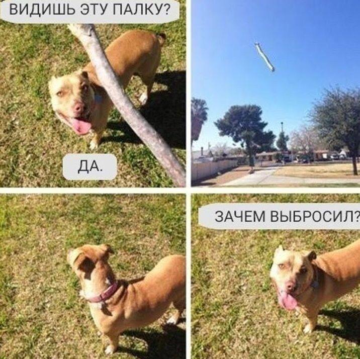 ВИДИШЬ ЭТУ ПАЛКУ? ЗАЧЕМ ВЫБРОСИЛ?