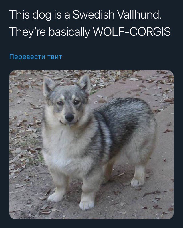 This dog is a Swedish Vallhund. They're basically WOLF-CORGIS Перевести твит 4 we