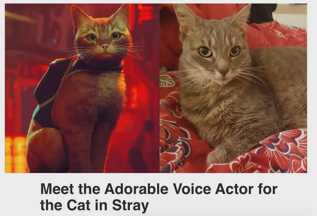 Meet the Adorable Voice Actor for the Cat in Stray