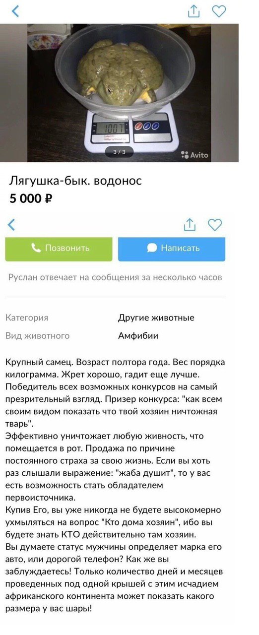 3:2 5 7. Avito Лягушка-бык. водонос Руслан отвечает на сообщения за несколько часов Категория Другие животные Вид животного Амфибии Крупный самец. Возраст полтора года. Вес порядка килограмма. Жрет хо