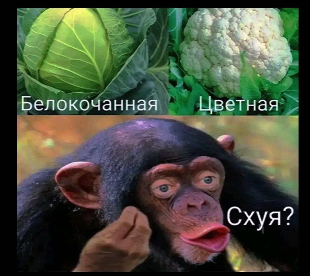 Цветная Белокочанная a Схуя?