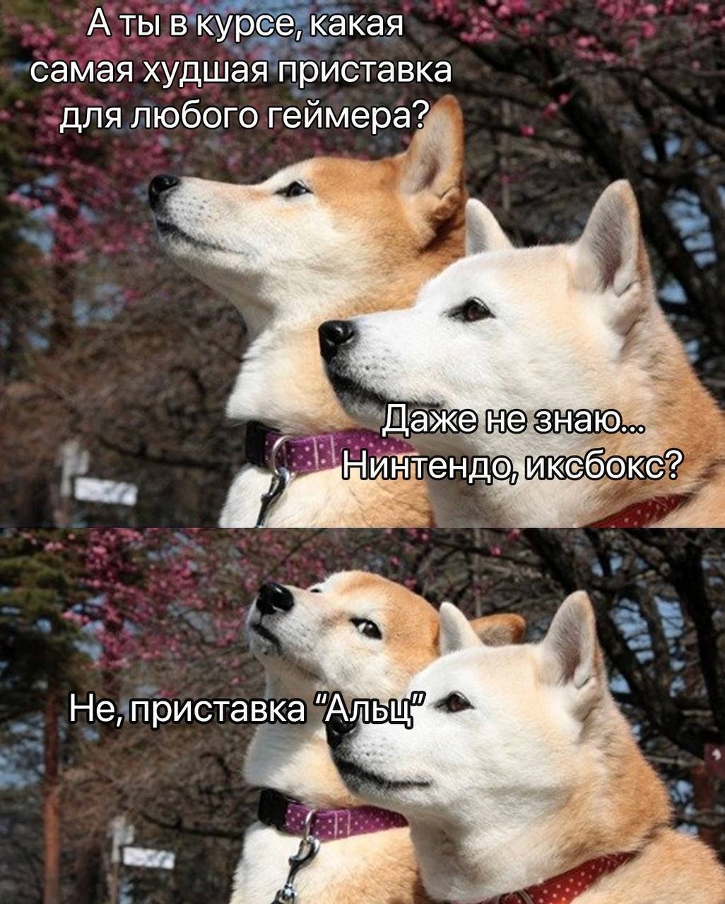 А ты вкурсе, какая самая худшая приставка для любого геймера? я Даже иксбокс? He, приставка "Альщ 5