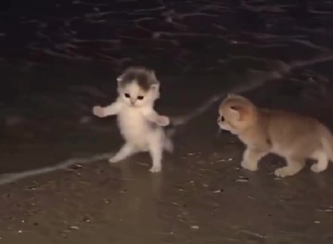 мем