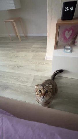 мем